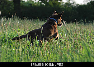 Der Hunde Thread-4.jpg