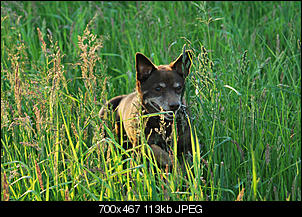 Der Hunde Thread-10.jpg