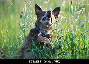 Der Hunde Thread-5.jpg