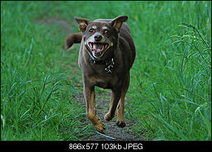 Der Hunde Thread-9.jpg
