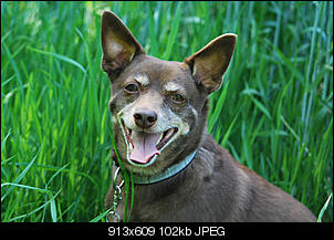 Der Hunde Thread-13.jpg