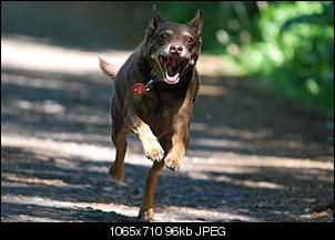 Der Hunde Thread-14.jpg