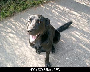 Der Hunde Thread-bild-402-%5B1600x1200%5D.jpg