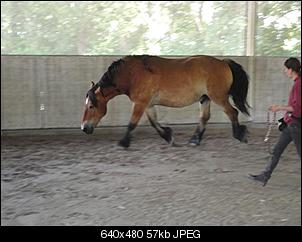 Pferde und Reiter-Thread-dsc03631-klein-.jpg