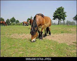 Pferde und Reiter-Thread-dsc03510-mittel-.jpg