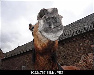 Pferde und Reiter-Thread-dsc03164-mittel-.jpg