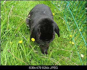 Verliebt in Widder-dsc03447-klein-.jpg