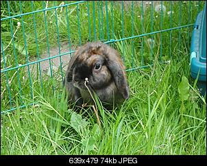 Verliebt in Widder-dsc03459-klein-.jpg