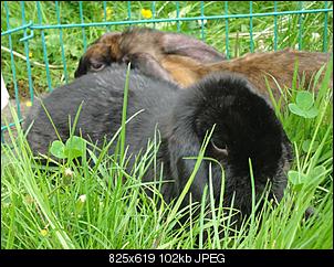 Verliebt in Widder-dsc03490-mittel-.jpg