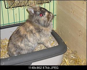 Verliebt in L�wchen-dsc03699-gro%DF-.jpg