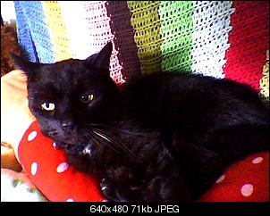Der Katzen Thread-snapshot_20120731_12.jpg