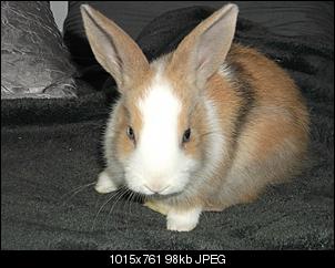 Eure Meinung!! Ich male Kaninchen, EURE !!-romeo.jpg