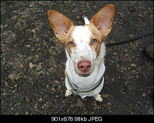 Der Hunde Thread-dscf2948.jpg