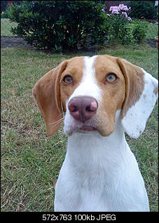 Der Hunde Thread-dsc00016.jpg