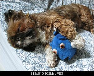 Der Hunde Thread-img_2084.jpg