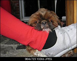 Der Hunde Thread-img_2127.jpg