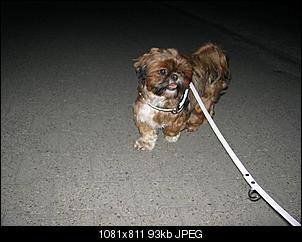 Der Hunde Thread-img_2140.jpg