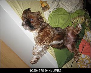 Der Hunde Thread-img_2051.jpg