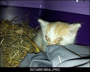 Kitte-259634_456765687691041_433084917_o.jpg