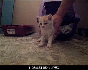 Kitte-20120813_210800.jpg