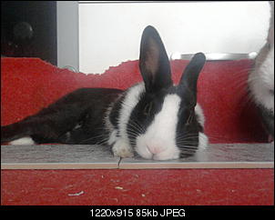 Zeigt doch mal eure Tiere-foto0078.jpg