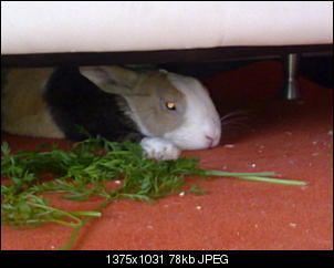 Zeigt doch mal eure Tiere-02082012641.jpg