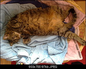 Zeigt doch mal eure Tiere-24032012475.jpg