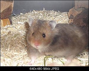 spontankauf-hamster Und Fragen-gemma-klein-.jpg