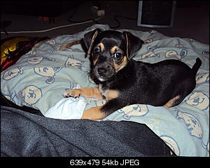 Der Hunde Thread-dsc02105.jpg