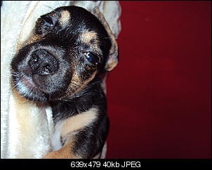 Der Hunde Thread-dsc02106.jpg