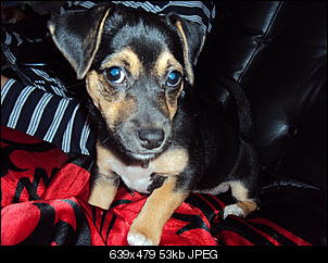 Der Hunde Thread-dsc02110.jpg