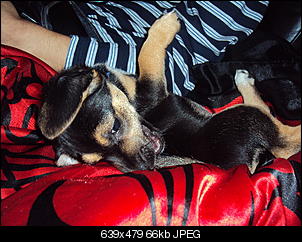 Der Hunde Thread-dsc02124.jpg