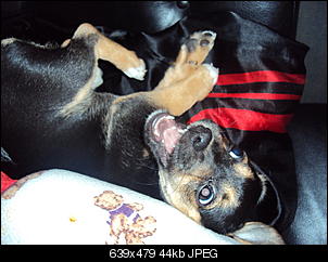 Der Hunde Thread-dsc02119.jpg