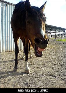 Pferde und Reiter-Thread-dsc00547.jpg