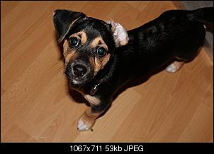 Der Hunde Thread-img_0018.jpg