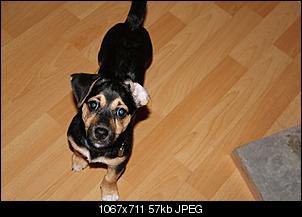 Der Hunde Thread-img_0019.jpg