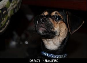 Der Hunde Thread-img_0027.jpg