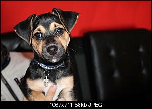 Der Hunde Thread-img_0068.jpg
