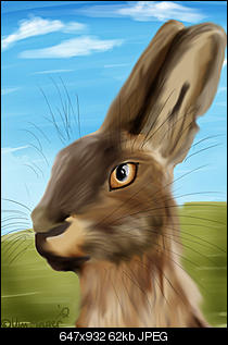 Meine Bilder-hase.jpg