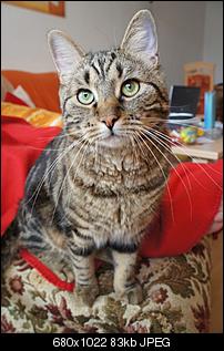 Der Katzen Thread-dsc05111.jpg