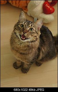 Der Katzen Thread-dsc04539.jpg