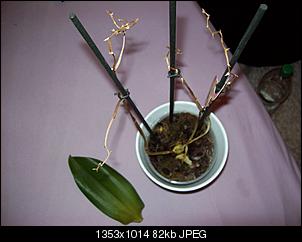 Orchideen-Pflege-100_1214.jpg