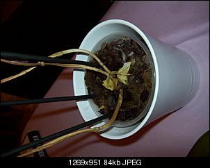 Orchideen-Pflege-100_1215.jpg