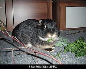 Best of M.L.J.S Kaninchenstories-br%E4utigam.jpg