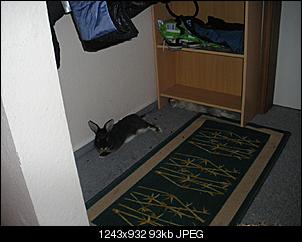 Best of M.L.J.S Kaninchenstories-12.jpg