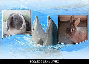 Best of M.L.J.S Kaninchenstories-peaacr.jpg
