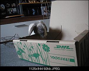 Best of M.L.J.S Kaninchenstories-imgp2096.jpg