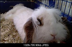 Best of M.L.J.S Kaninchenstories-imag0702.jpg