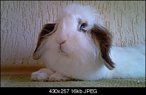 Best of M.L.J.S Kaninchenstories-95047b5_23.jpg