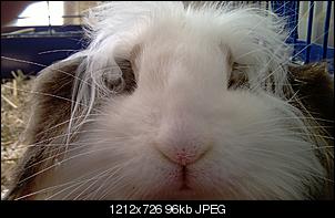 Best of M.L.J.S Kaninchenstories-imag0704.jpg